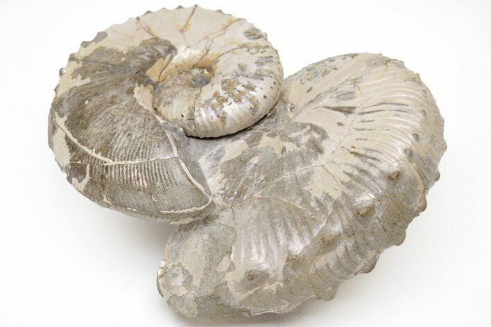 Iridescent Hoploscaphites Ammonite Pair - South Dakota #209700